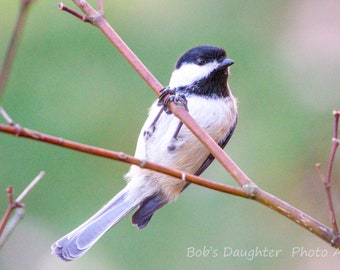 Black-Capped Chickadee on Winter Branch - Bird Photograph, Bird Art, Wildlife Photography, Bird Print, Chickadee, Digital Download (6722)
