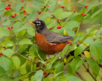American Robin in Fall Berries - Vogelfoto, vogelkunst, natuurfotografie, natuurfotografie, vogelprint, digitale download (7607)