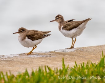 Spotted Sandpipers at Harbourside - Bird Photograph, Bird Art, Wildlife Photography, Nature Photography, Bird Print, Sandpiper