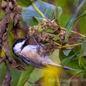Black-capped Chickadee at Buffalo Trace - Bird Photograph, Bird Art, Wildlife Photography, Nature Photography, Bird Print