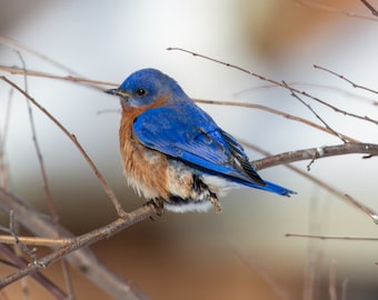 Eastern Bluebird - Bird Photograph, Bird Art, Wildlife Photography, Nature Photography, Bird Print, Bluebird