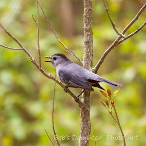 Gray Catbird in budding branches - Bird Photograph, Bird Art, Wildlife Photography, Nature Photography, Bird Print, Digital Download (6340)