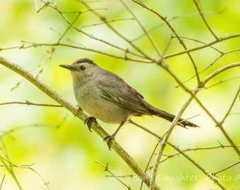 Gray Catbird in the Spring Woods - Bird Photograph, Bird Art, Wildlife Photography, Nature Photography, Bird Print, Digital Download (7476)