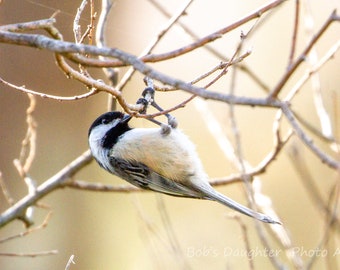 Black-Capped Chickadee at Golden Hour - Bird Photograph, Bird Art, Wildlife Photography, Bird Print, Chickadee, Digital Download (6269)