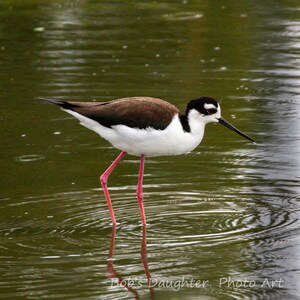 Black-necked Stilt - Bird Photograph, Bird Art, Wildlife Photography, Nature Photography, Bird Print (4041)
