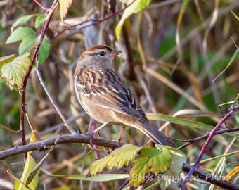 Weiß-gekrönter Spatz am Flussufer - Vogel Fotografie, Vogel Kunst, Tierfotografie, Natur Fotografie, Vogel Druck, digitaler Download