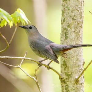 Gray Catbird on a Summer Morning - Bird Photograph, Bird Art, Wildlife Photography, Nature Photography, Bird Print