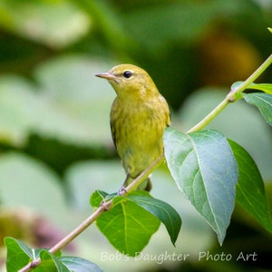 Bay-breasted Warbler migrating South - Bird Photograph, Bird Art, Wildlife Photography, Bird Print, Digital Download (4130)