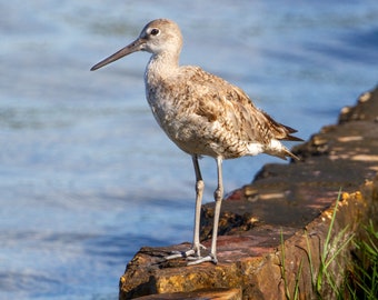 Willet on Harborside sea wall - Fotografía de aves, Arte de aves, Fotografía de vida silvestre, Fotografía de naturaleza, Impresión de aves, Descarga digital (3189)