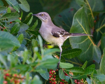 Northern Mockingbird and Berries - Bird Photograph, Bird Art, Wildlife Photography, Nature Photography, Bird Print, Digital Download (8301)