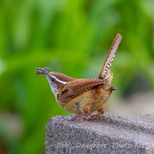 Carolina Wren and proud catch - Bird Photograph, Bird Art, Wildlife Photography, Nature Photography, Bird Print (5337)