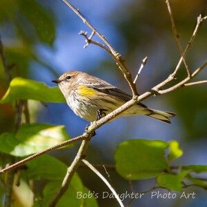 Yellow-rumped Warbler in its Fall plumage- Bird Photograph, Bird Art, Wildlife Photography, Bird Print, Digital Download (4501)