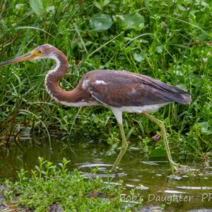 Airone tricolore - Fotografia di uccelli, Arte degli uccelli, Fotografia naturalistica, Fotografia naturalistica, Stampa di uccelli, Shorebird, Download digitale (2439)