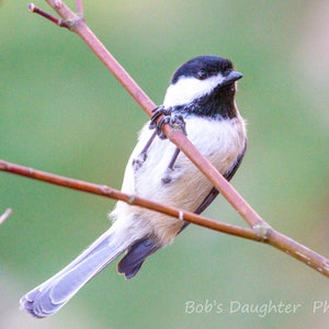 Black-Capped Chickadee on Winter branch - Bird Photograph, Bird Art, Wildlife Photography, Nature Photography, Bird Print, Chickadee (6722H)
