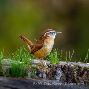 Carolina Wren on grassy stump - Bird Photograph, Bird Art, Wildlife Photography, Nature Photography, Bird Print, Digital Download (6610)