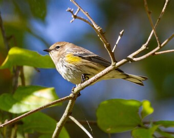 Yellow-rumped Warbler - Bird Photograph, Bird Art, Wildlife Photography, Nature Photography, Bird Print