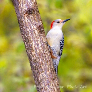 Red-bellied Woodpecker bright November day- Bird Photograph, Bird Art, Wildlife Photography, Bird Print, Digital Download (7454)