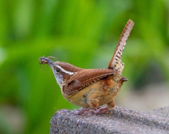 Carolina Wren en trotse vangst - Vogelfoto, vogelkunst, natuurfotografie, natuurfotografie, vogelprint, digitale download (5337)