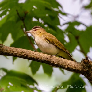 Red-eyed Vireo - Bird Photograph, Bird Art, Wildlife Photography, Nature Photography, Bird Print