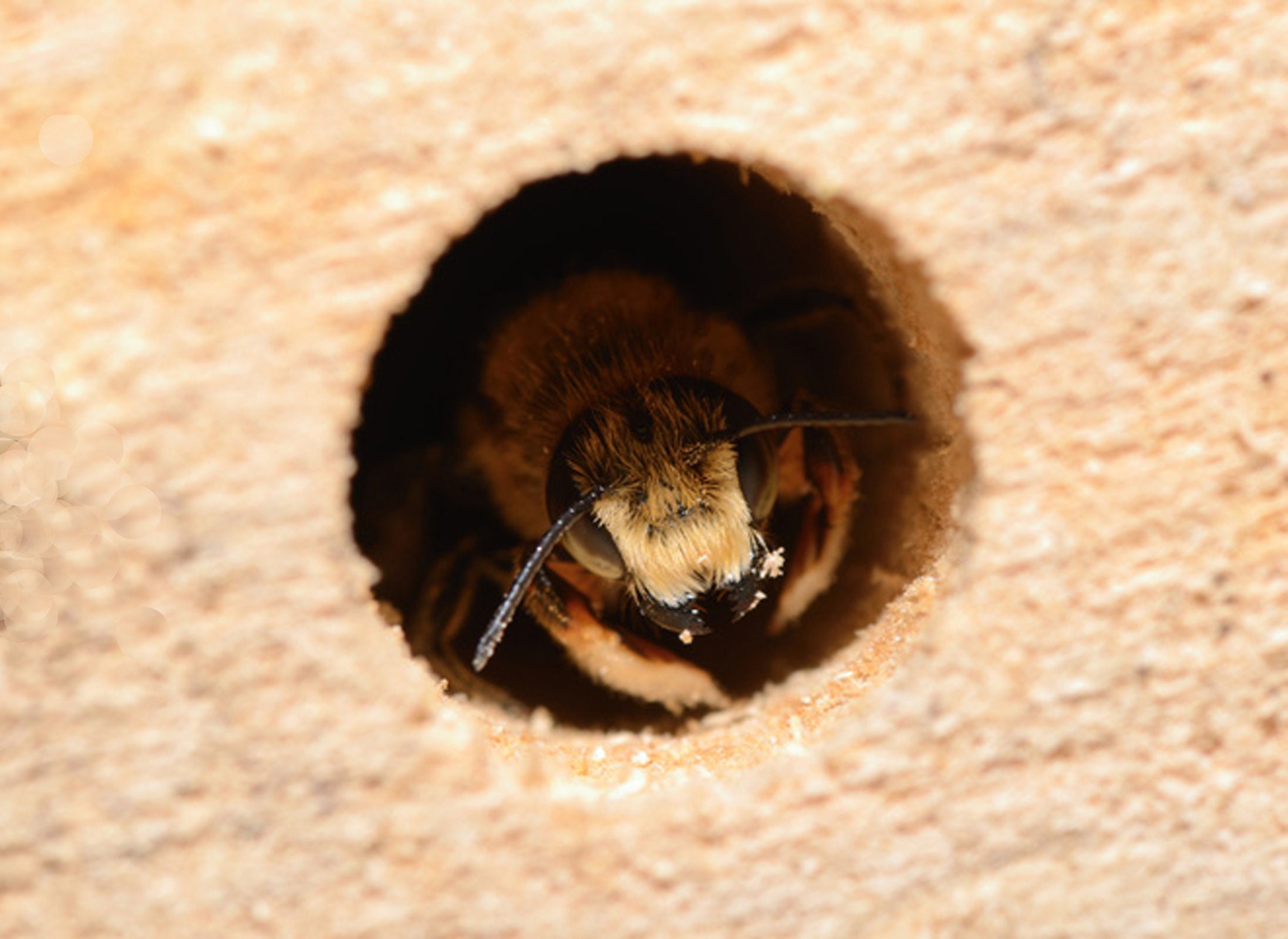 Build Your Own Bug Hotel Kit Eco Wood Insect House Kit for Etsy UK