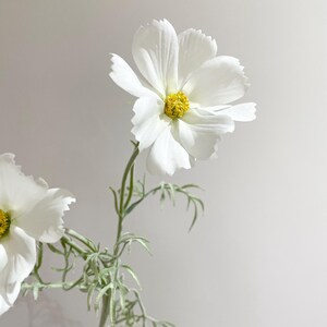 K&ouml;nnte beinhalten: Nahaufnahme einer wei&szlig;en Kosmeenbl&uuml;te mit gelbem Zentrum. Die Bl&uuml;te hat zarte Bl&uuml;tenbl&auml;tter und ist an einem gr&uuml;nen Stiel mit silbrig-gr&uuml;nen Bl&auml;ttern befestigt. Der Hintergrund ist eine weiche, neutrale Farbe.