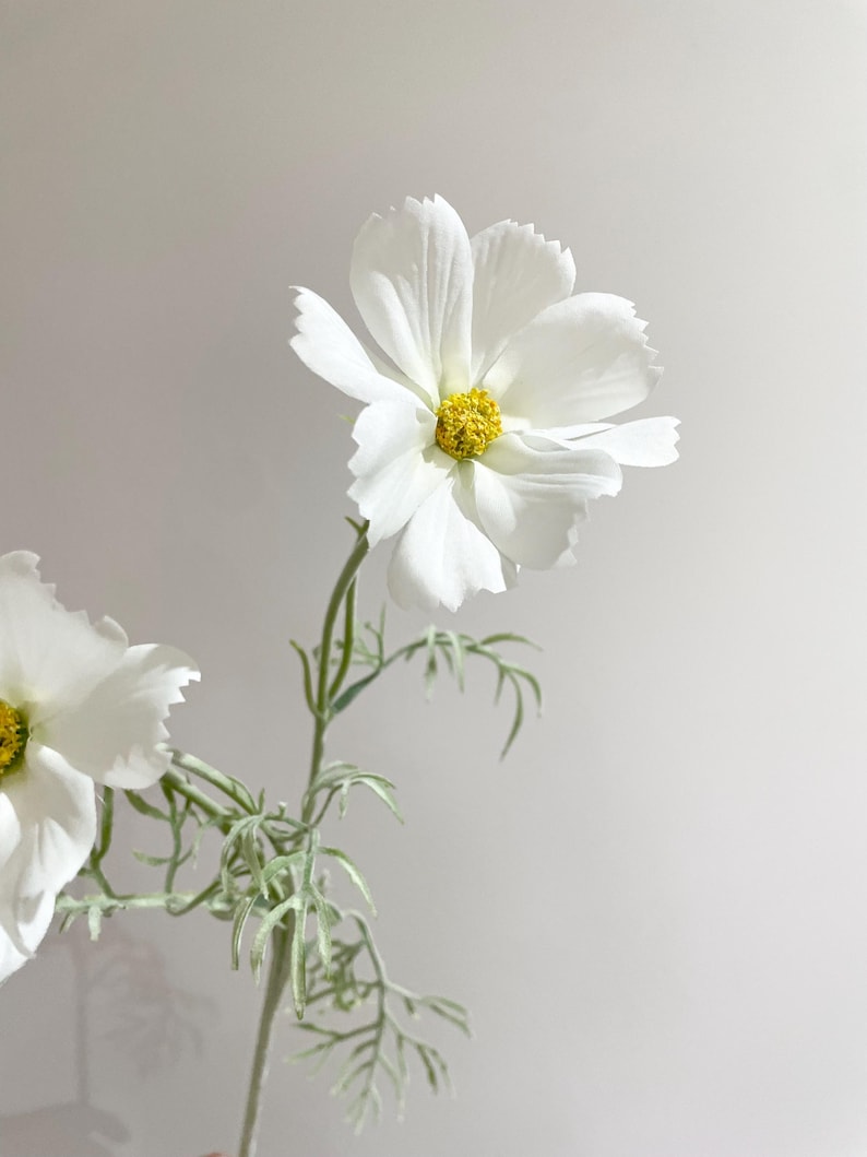 K&ouml;nnte beinhalten: Nahaufnahme einer wei&szlig;en Kosmeenbl&uuml;te mit gelbem Zentrum. Die Bl&uuml;te hat zarte Bl&uuml;tenbl&auml;tter und ist an einem gr&uuml;nen Stiel mit silbrig-gr&uuml;nen Bl&auml;ttern befestigt. Der Hintergrund ist eine weiche, neutrale Farbe.