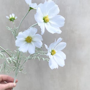 K&ouml;nnte beinhalten: Ein Stiel mit wei&szlig;en Kosmosbl&uuml;ten mit gelben Zentren und zarten Bl&uuml;tenbl&auml;ttern. Die Blumen sind vor einem neutralen Hintergrund platziert. Der Stiel und die Bl&auml;tter sind hellgr&uuml;n.