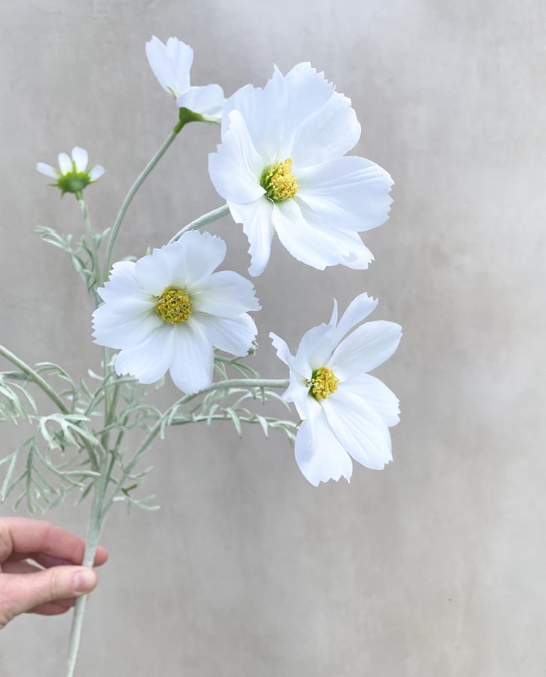K&ouml;nnte beinhalten: Ein Stiel mit wei&szlig;en Kosmosbl&uuml;ten mit gelben Zentren und zarten Bl&uuml;tenbl&auml;ttern. Die Blumen sind vor einem neutralen Hintergrund platziert. Der Stiel und die Bl&auml;tter sind hellgr&uuml;n.