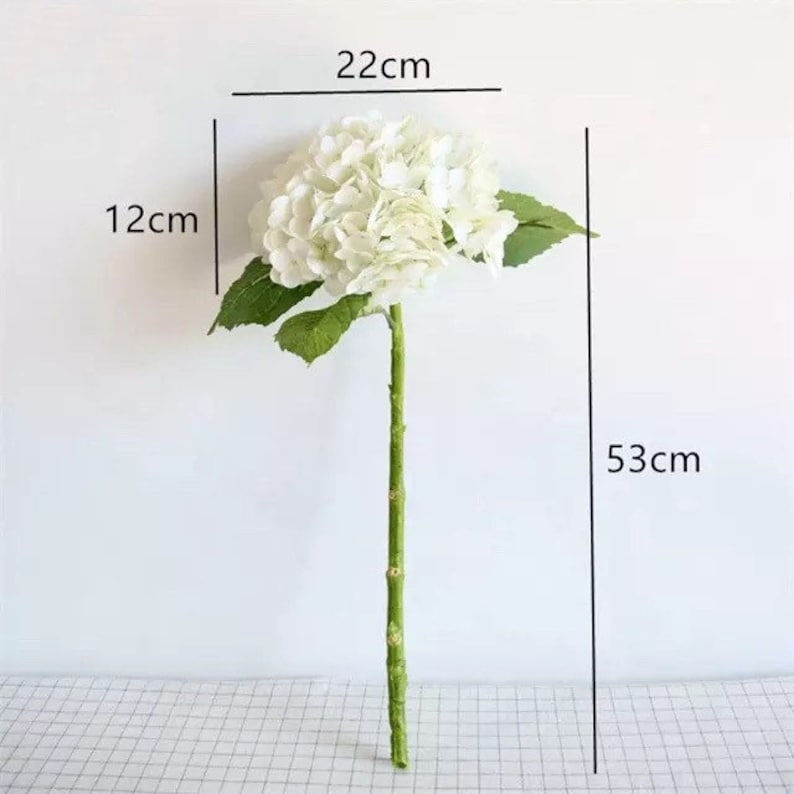 以下が含まれることがあります： 緑の葉が付いた長い茎を持つ白いアジサイの花。花頭の幅は22cm、高さは12cmで、茎と花を合わせた全長は53cmです。茎は緑色で、その長さに沿って目に見える節があります。