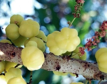 Featured image of post Steps to Prepare Star Gooseberry Tree For Sale