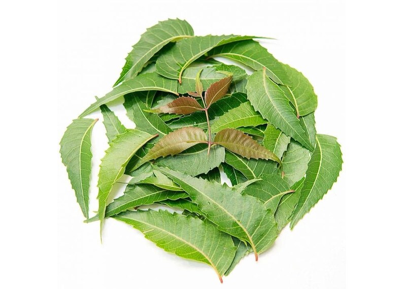 Fresh Dried Neem Leaves Organic Neem Leaves Neem Tree Etsy