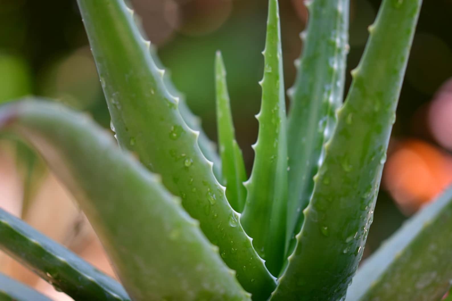 Organic aloe vera plant