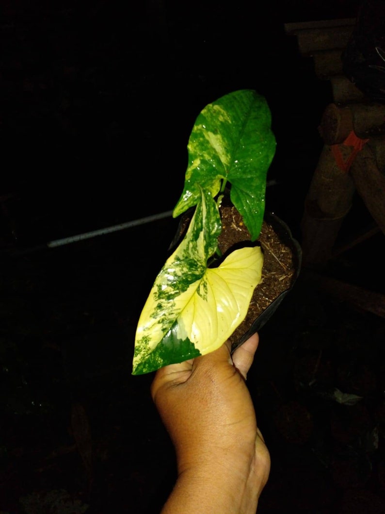 Syngonium yellow variegated + phytosanitary certificate Syngonium yellow variegated + phytosanitary certificate