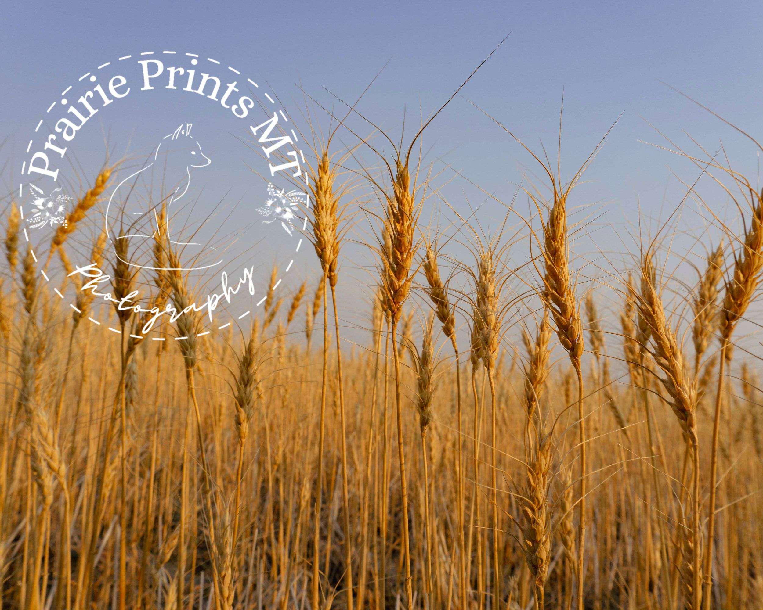 Golden Wheat Field Wall Art - Rustic Farmhouse Landscape Print for Country Style Decor - Farmhouse Decor, Rustic Photo Print, Wal Art Canvas - Thumbnail 2