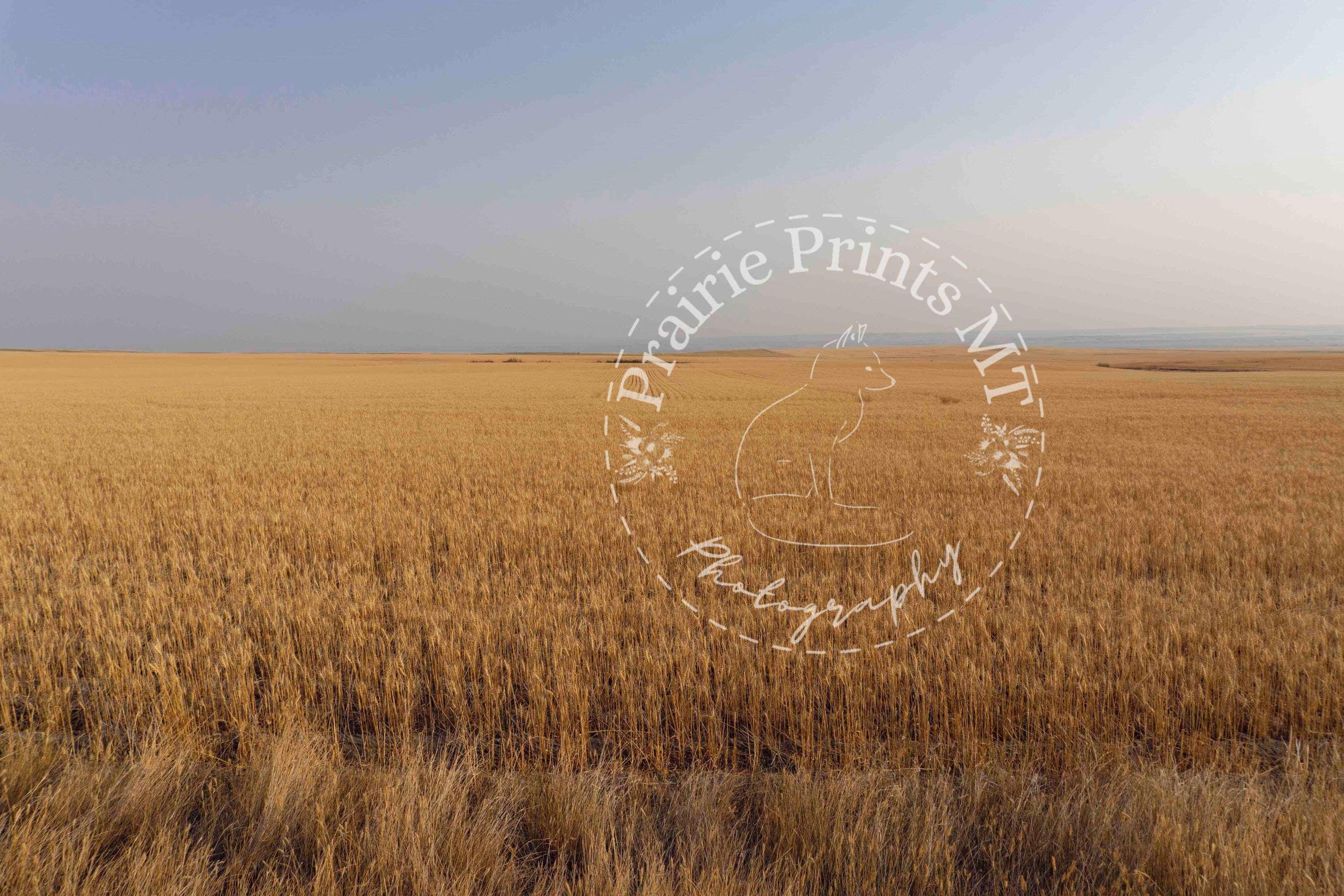 Golden Harvest - Montana Wheat Field Wall Art Print