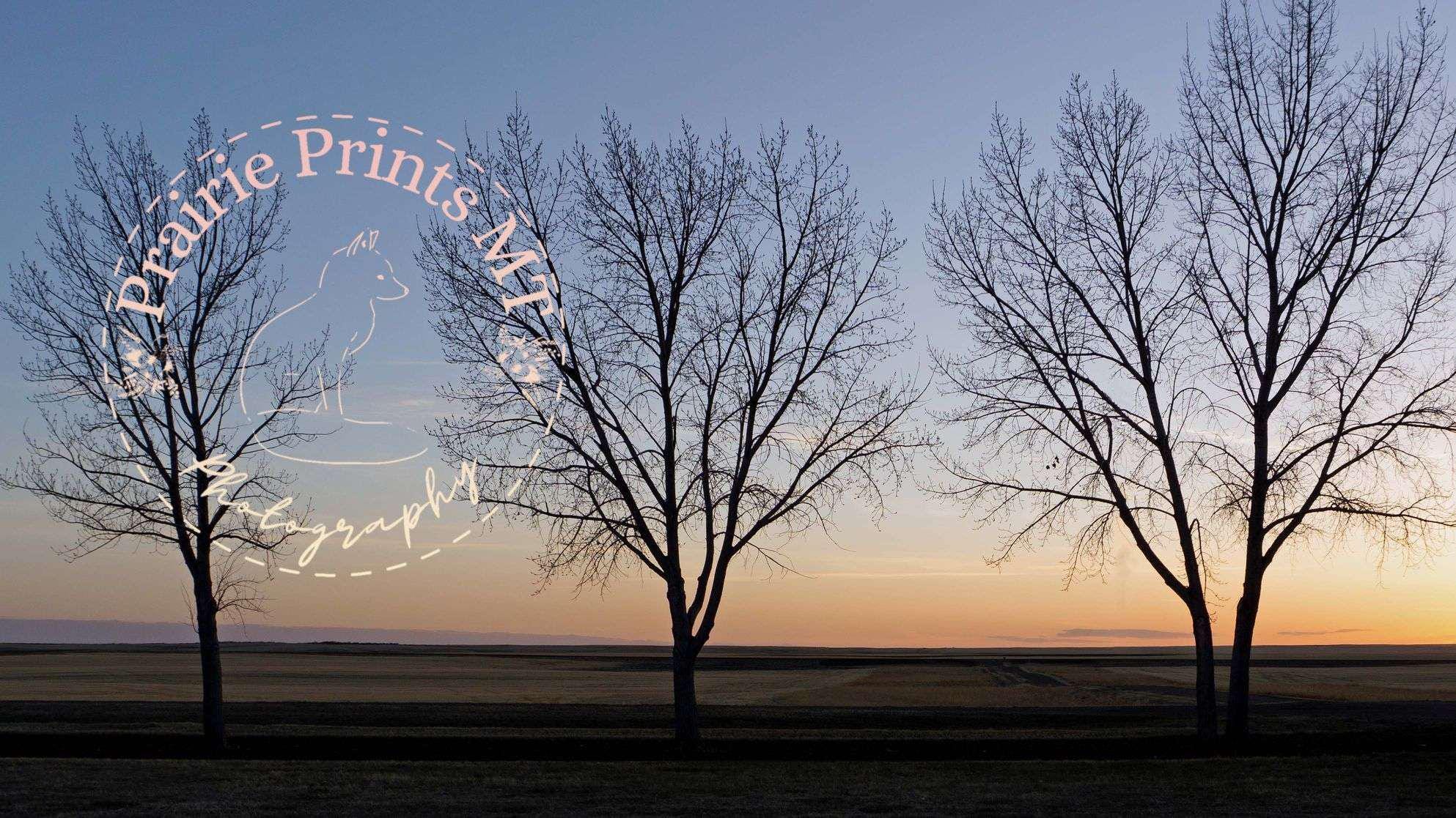 Montana Cottonwood Sunset Silhouettes  Farmhouse Wall Art Photography  Rustic Home Decor
