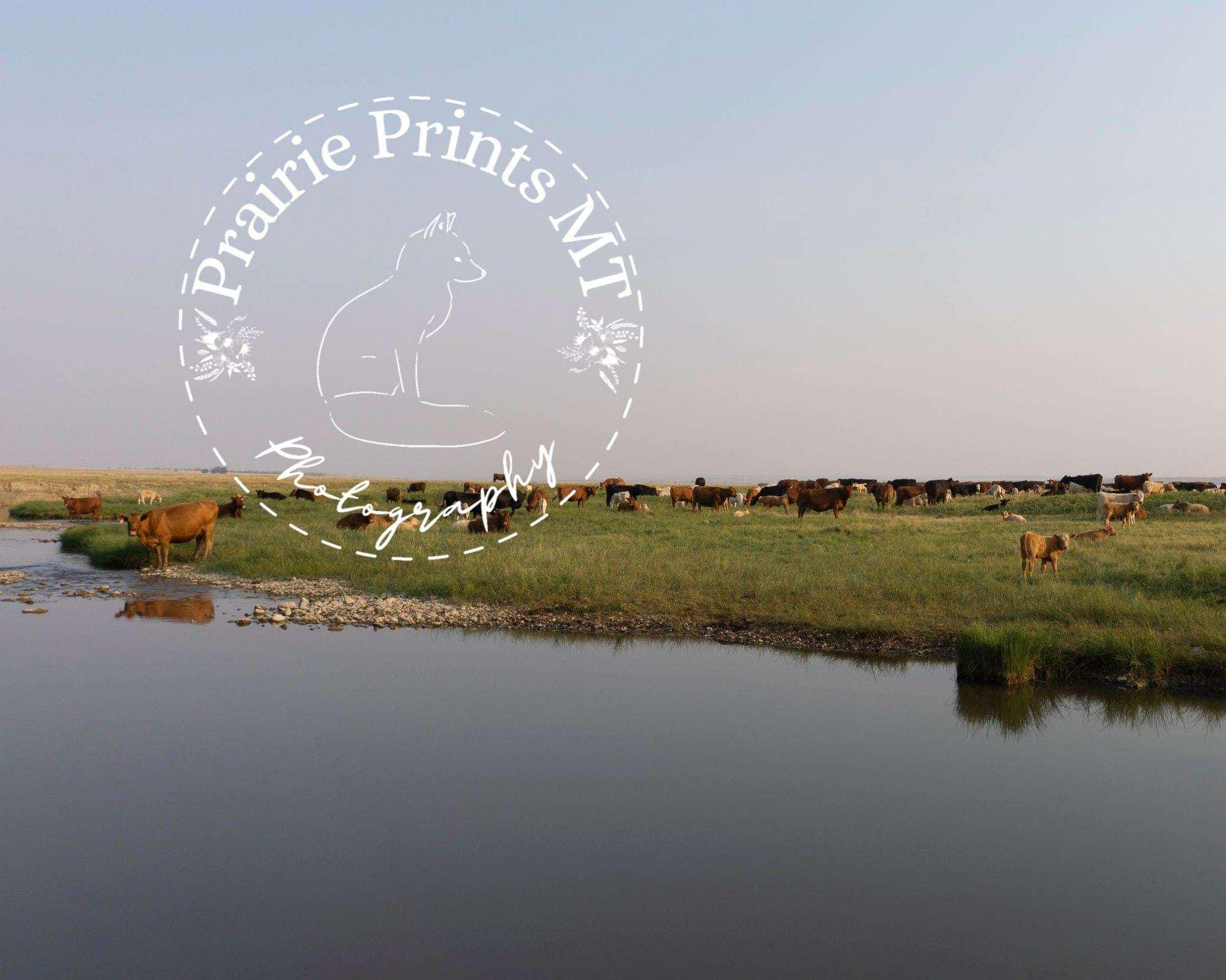 Pasture Reflections - Montana Ranch Life Wall Art Print 12x16 inches - Image 1