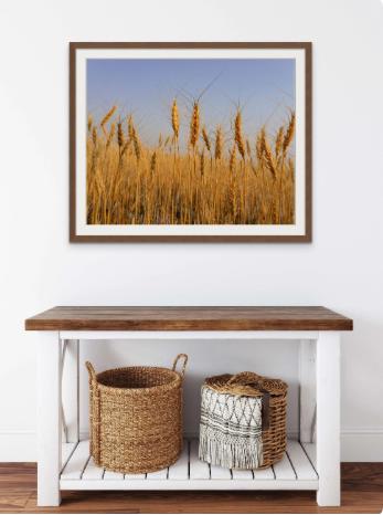Golden Wheat Field Wall Art - Rustic Farmhouse Landscape Print for Country Style Decor - Farmhouse Decor, Rustic Photo Print, Wal Art Canvas - Thumbnail 7