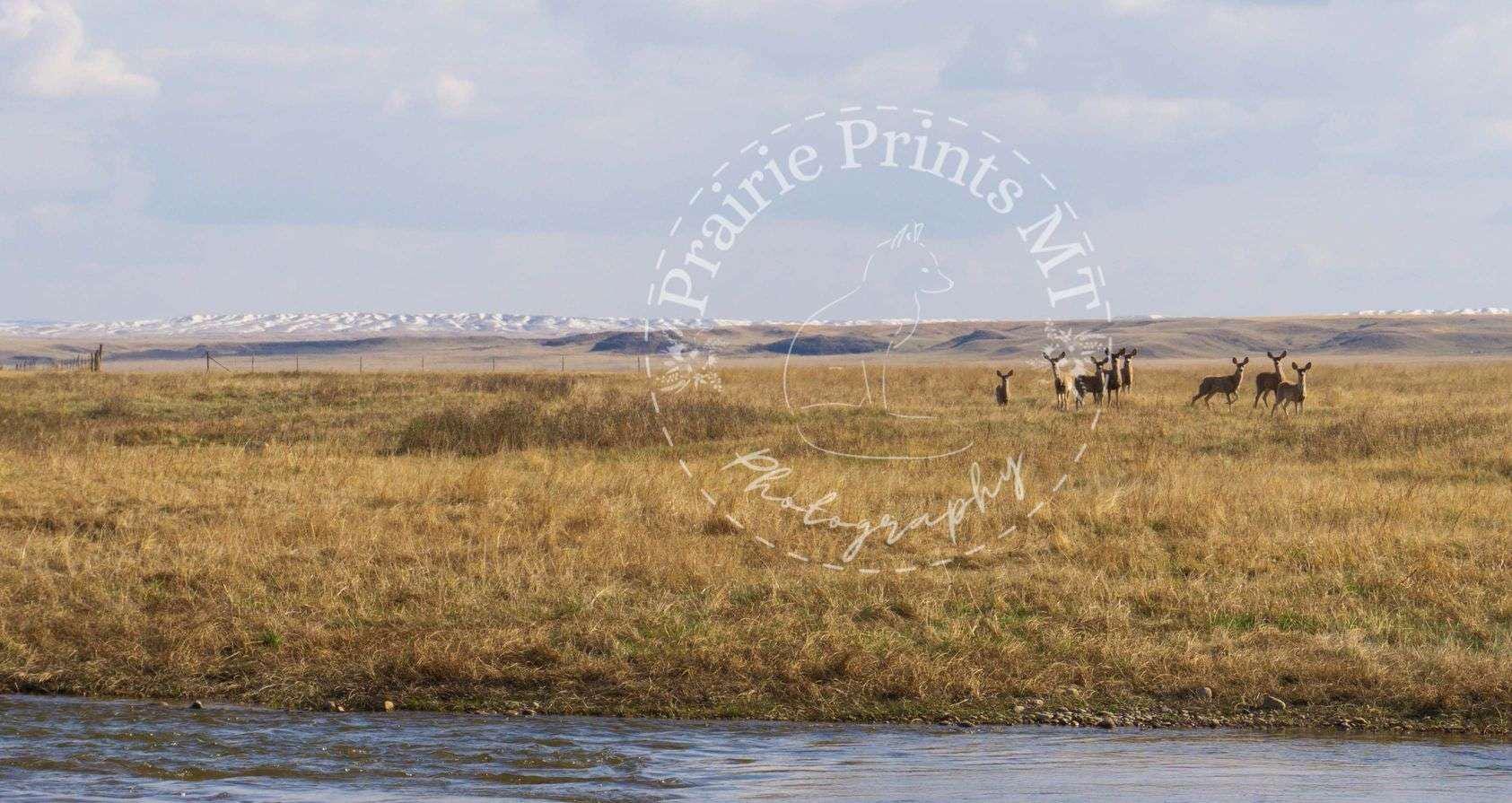 10x20 inches - Mule Deer by River - Montana Landscape Photography Nature Wall Art Print