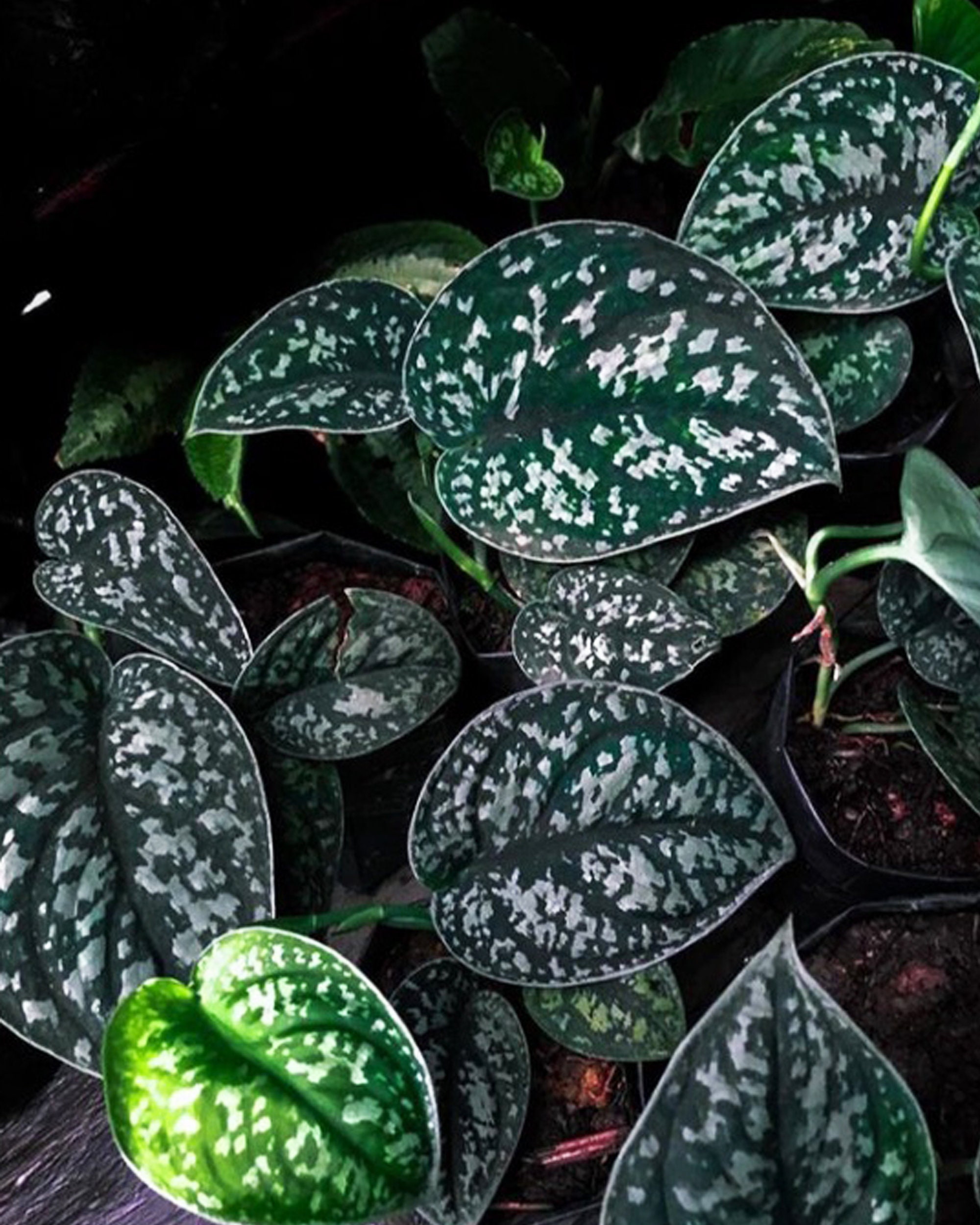 Scindapsus Silver Queen Pothos Plant