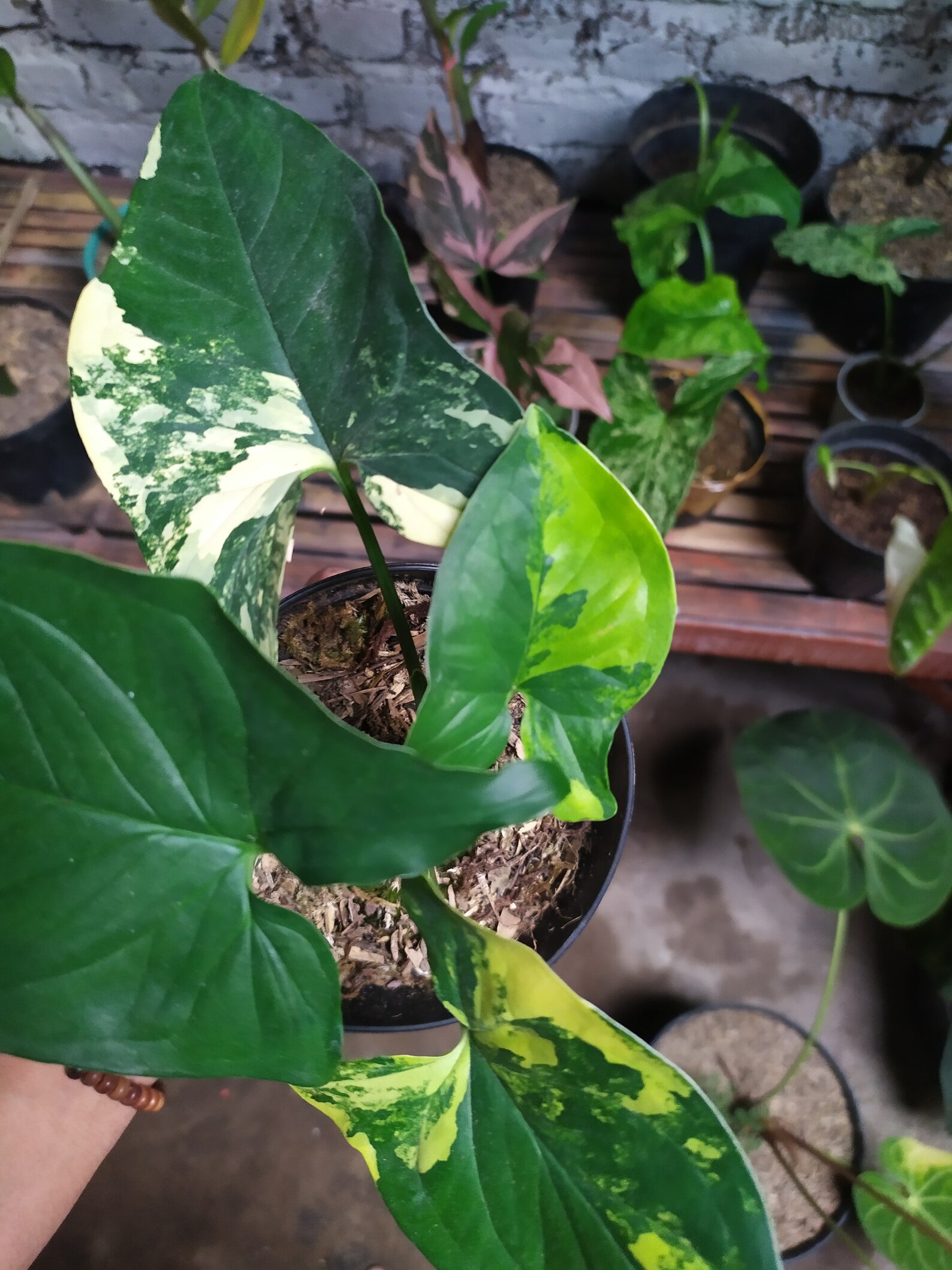 Rare Plants Syngonium Aurea Yellow Variegated Wholesale