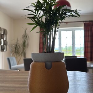 May include: A small potted plant with long, green leaves sits atop a two-toned planter. The planter has a light gray top and a textured, orange-brown base. The plant and planter are on a wooden table.