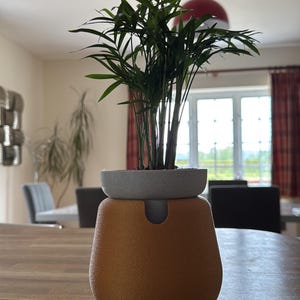 May include: A small potted plant with long, green leaves sits atop a two-toned planter. The planter has a light gray top and a textured, orange-brown base. The plant and planter are on a wooden table.