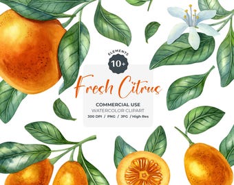 Aquarell Zitrus Clipart: Orange, Kumquat & Grün (PNG Digital Download)