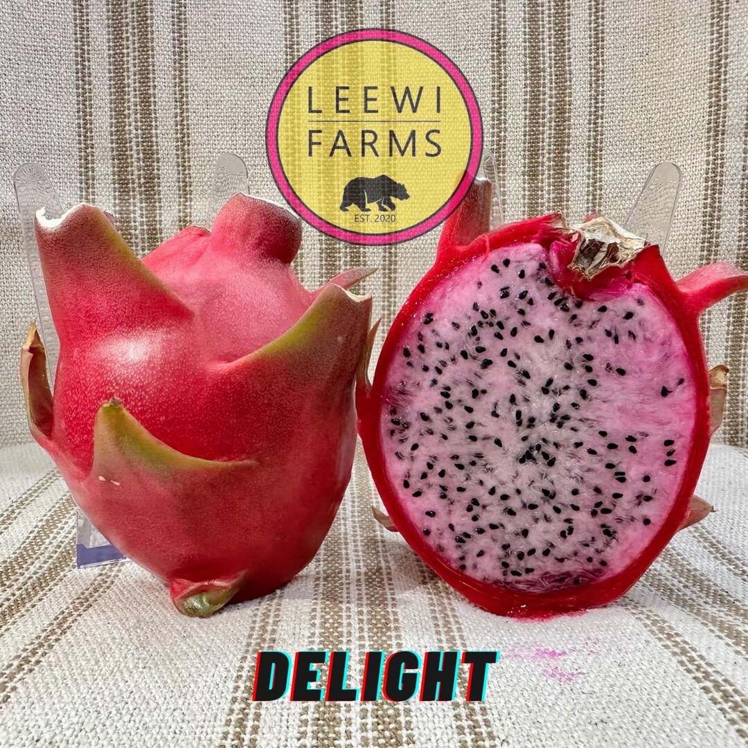 Paul Thomson's Favorite Pinkfleshed DELIGHT Dragon Etsy