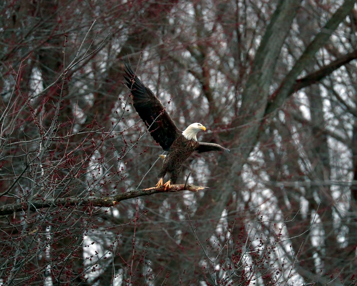 Bald Eagle Lifting off Bird Photography Etsy