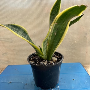 Snake Plant | Mother-In-Law&#39;s Tongue | Live Plant | Easy Care | Indoor Plant