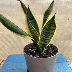 Snake Plant | Mother-In-Law&#39;s Tongue | Live Plant | Easy Care | Indoor Plant
