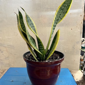 Snake Plant | Mother-In-Law&#39;s Tongue | Live Plant | Easy Care | Indoor Plant