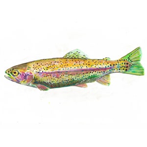 Pastel Rainbow Trout Art Print: Signed Fly Fishing Gift